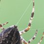 L'abdomen de l'épeire diadème